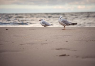 Лето в Раушене, 7 дней