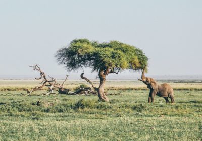 Кения — сафари и Амбосели, 7 дней, +аб