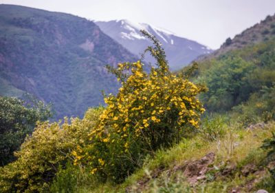 В горах мое сердце, 6 дней, +жд/авиа