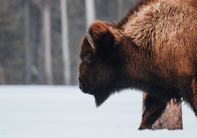 Тысячелетний Брест 3 дня