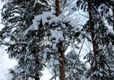 Новый Год в Сегеже, 3 дня
