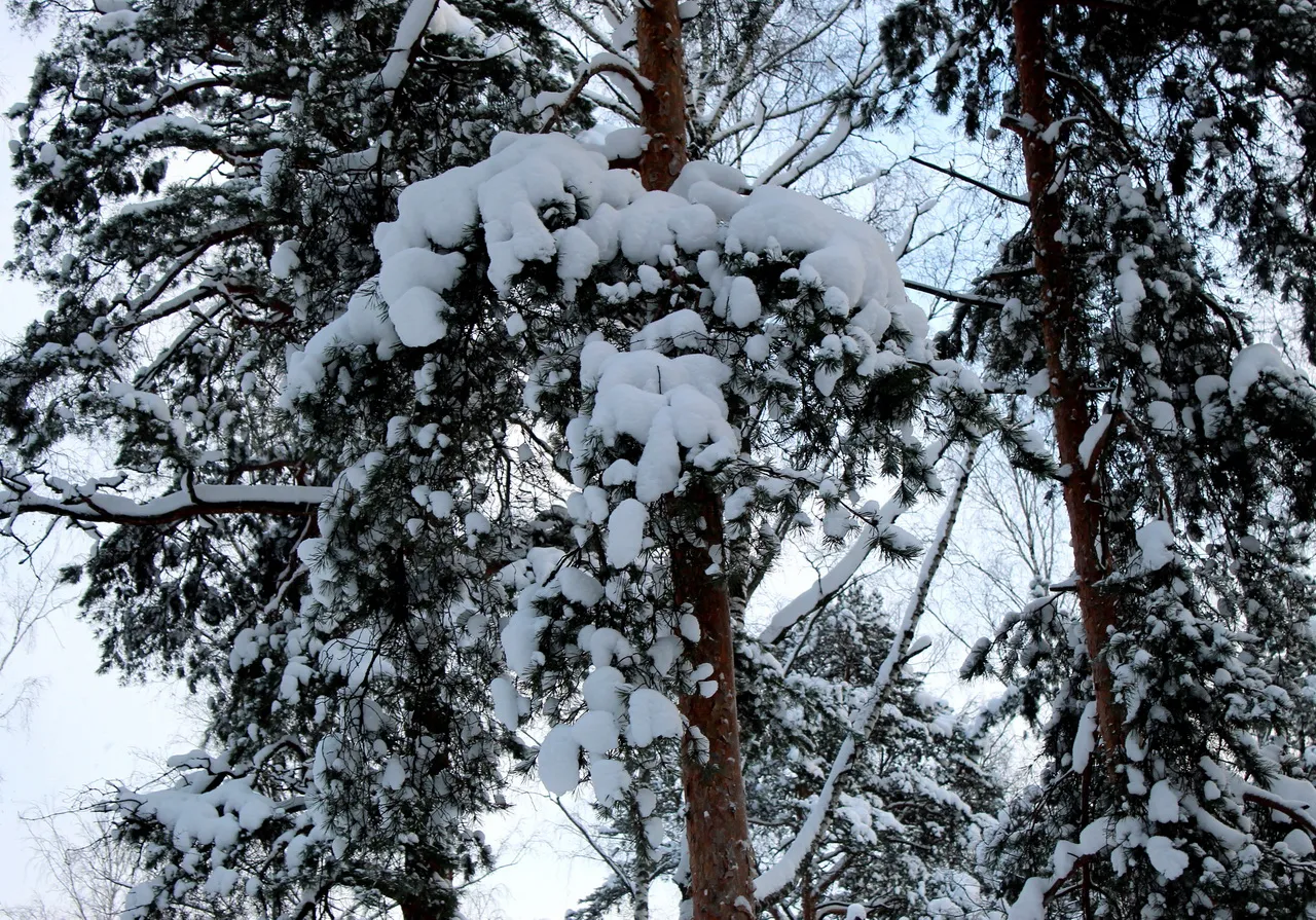 Новый Год в Сегеже, 3 дня